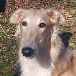 Borzoi All Grown Up from Avalon