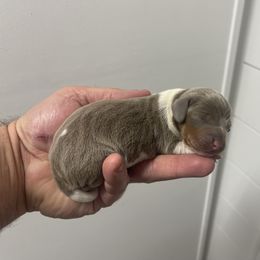 Prancer - Piebald male Dachshund puppy in Georgetown, South Carolina from Muddy Bay Kennels