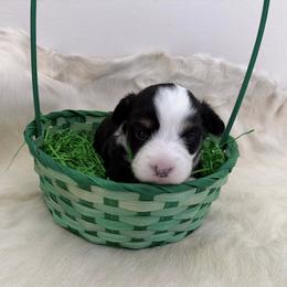 Shamrock - Black and tan male Pembroke Welsh Corgi puppy in Menomonie, Wisconsin from Rocking Ridge Ranch
