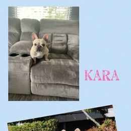 Kara - French Bulldog