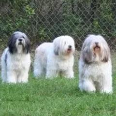 Polish Lowland Sheepdogs from Merrilee's Polish Lowland Sheepdogs