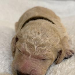 Earth - Cream male Poodle puppy in St. Johnsbury, Vermont from Poodles of the Northern Woods
