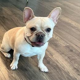 Valentina - French Bulldog