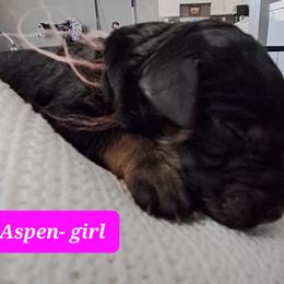 Girl 1 - Phantom Poodle puppy in Lakeland, Florida from Elaine's Poodles