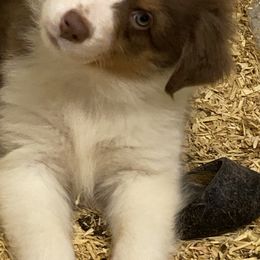 Australian Shepherd Puppies from Mullis Australian Shepherd