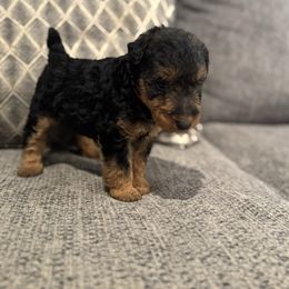 Ginger- Pink - Black and tan female Welsh Terrier puppy in Licking, Missouri from Bean Creek Dachshunds & Terriers