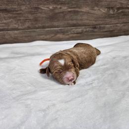 Basil- orange - Red  male Goldendoodle puppy in South Jordan, Utah from Lucky Doodle Pups