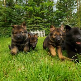 German Shepherd Puppies from Hamilton Pine Kennels