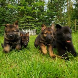 German Shepherd Puppies from Hamilton Pine Kennels