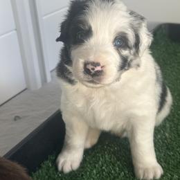 Australian Shepherd Puppies from White Oak Aussies