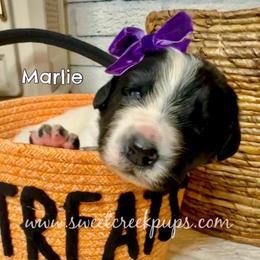 Marlie - White and black female Newfoundland puppy in Cambridge, Ohio from Sweet Creek Pups
