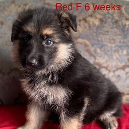 Red collar girl - Black and red female German Shepherd puppy in Coleta, Illinois from Four Leaf Farm- Vom Vierblättriges Bauernhof
