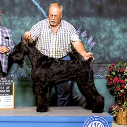 Baez - Giant Schnauzer