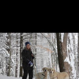 Golden Retriever Puppies from Southern Utah Goldens