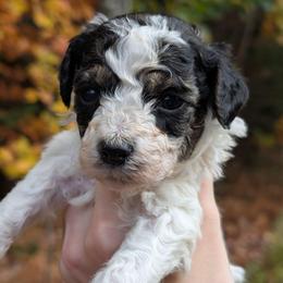 Edward - Parti male Poodle puppy in Salem Township, Maine from Moirae Poodles