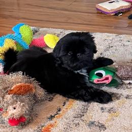 Hank - Black and white male Shih Tzu puppy in Bremerton, Washington from California Shih Tzu