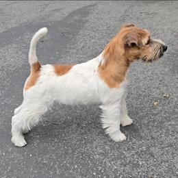 Valor - White and tan male Russell Terrier puppy in Royal Oaks, California from Rose In Vale Russell Terriers
