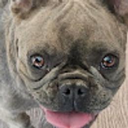 Sadie - French Bulldog