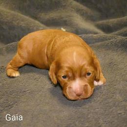 Gaia - Red female Cockapoo puppy in Sunset, Louisiana from Cano Cockapoos
