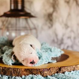 Dalmatian Puppies from Snow Dalmatians