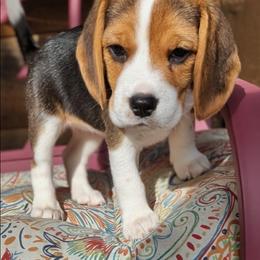 Tillie May - Black tan and white female Beagle puppy in Jerome, Missouri from Beam's Beagles