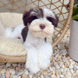 Leela - Parti female Miniature Schnauzer puppy in Calera, Alabama from Tuck’s Farmstead