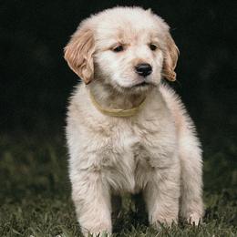 Yellow Girl - Golden Retriever puppy from Carolina Goldens