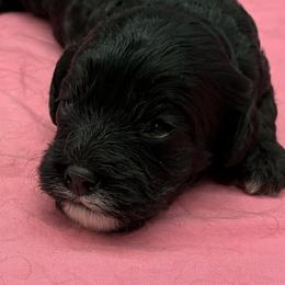 Girl 2 - female Cavapoo puppy in Burke, New York from Patti’s Puppies