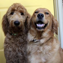 Aussiedoodles, Bernedoodles, and Goldendoodles from B&K Doodles, LLC