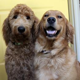 Aussiedoodles, Bernedoodles, and Goldendoodles from B&K Doodles, LLC
