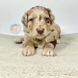 Aussiedoodle and Goldendoodle Puppies from Dandy Doodle Ranch