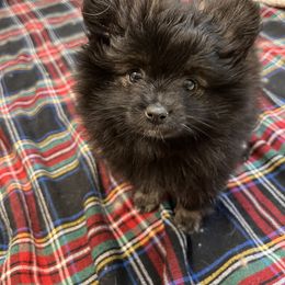Companion Cross and Pomeranian Puppies from Pike River Pomeranians