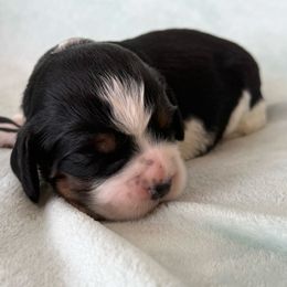Black beauty - Black white and tan female English Springer Spaniel puppy in Cleburne, Texas from Powers English Springer Spaniels