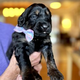 Bernedoodle, Goldendoodle, and Poodle Puppies from Elevated Standards NC