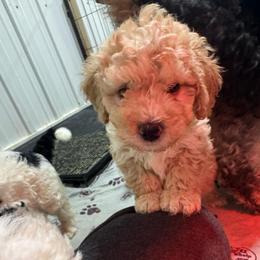 Apricot - Yellow and white male Bernedoodle puppy in Petersburg, Michigan from Brittany’s Mini Bernedoodles