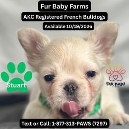 Stuart - White male French Bulldog puppy in Michigan from Fur Baby Farms