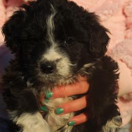 Minnie - Black and white female Aussiedoodle puppy in Four Oaks, North Carolina from RoseWest Farms