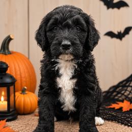Stark (Iron Man) - Black male Poodle puppy in Lecanto, Florida from Lecanto Puppy