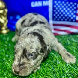 Christian Pulisic (USA) - Merle male Labradoodle puppy in Kingston, Georgia from CC Familydoodles