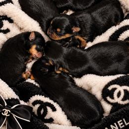 Yorkshire Terrier puppies from Loving Laps (Yorkies raised right )