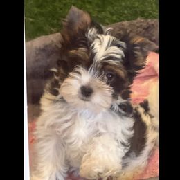 Mr. Remington Steele - Black tan and white male Biewer Terrier puppy in Lebanon, Oregon from SD99Biewers