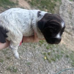 Boy 1 - Brown and gray male Wirehaired Pointing Griffon puppy in Norris City, Illinois from County Line Pointers