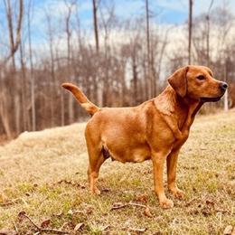 Labrador Retriever puppies from DeVoy Country Labs