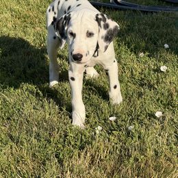 LUKA - White and black male Dalmatian puppy in Albuquerque, New Mexico from Renov Dalmatian Plantation