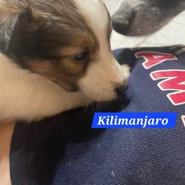 Kilimanjaro - White black and tan male Shetland Sheepdog puppy in Kaycee, Wyoming from Heavenly Shelties