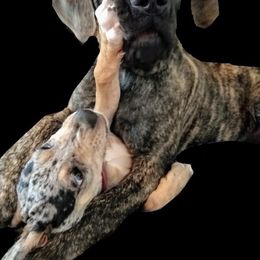 Mastiff Puppies from Eagle Pond Mastiffs