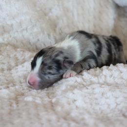 Maverick - Blue merle male Australian Shepherd puppy in Oklahoma City, Oklahoma from Mika’s Aussies