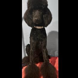 Mercedes - Poodle