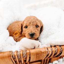 Topaz - Red female Australian Cobberdog puppy in Sarasota, Florida from Labe's Australian Cobberdogs