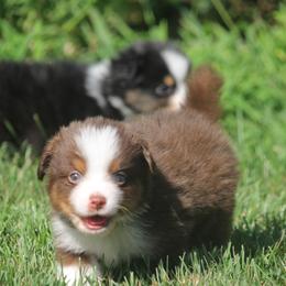 Aubree - Red tri-color female Miniature American Shepherd puppy in Tiskilwa, Illinois from First Harmony Farms